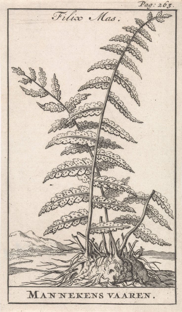 Männlicher Farn von Caspar Luyken
