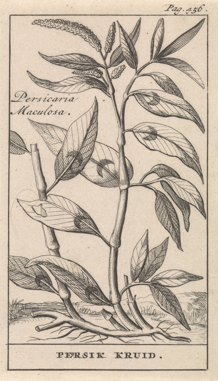 Persicaria Maculosa von Caspar Luyken
