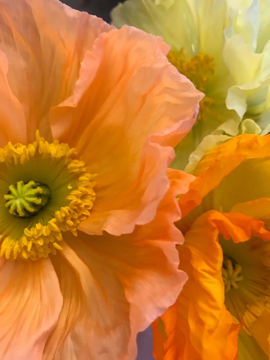 Komposition - Blumen, 2019 von Cécile Jamet