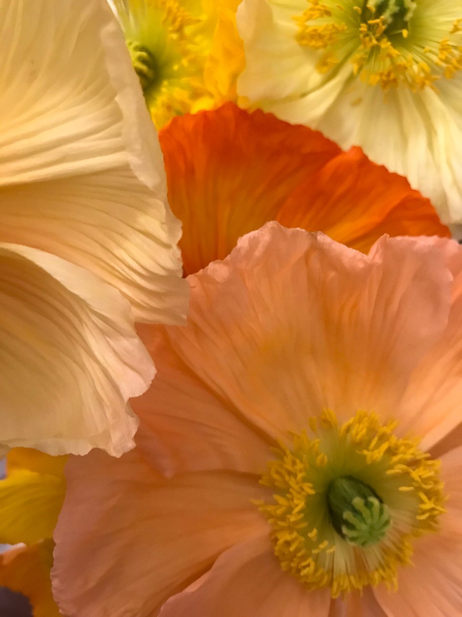 Komposition - Blumen von Cécile Jamet
