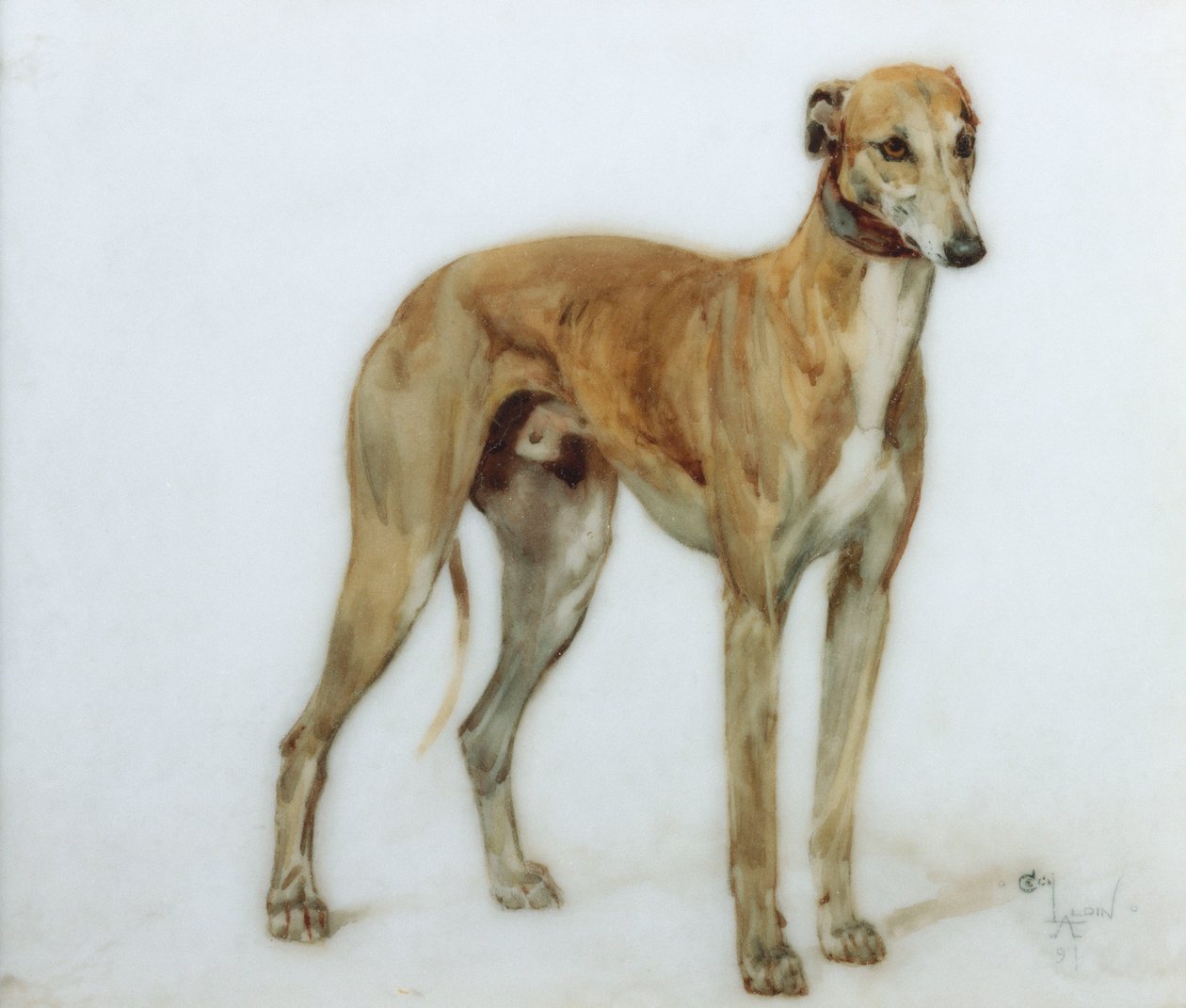 Ein rehfarbener Windhund, 1897 von Cecil Charles Windsor Aldin