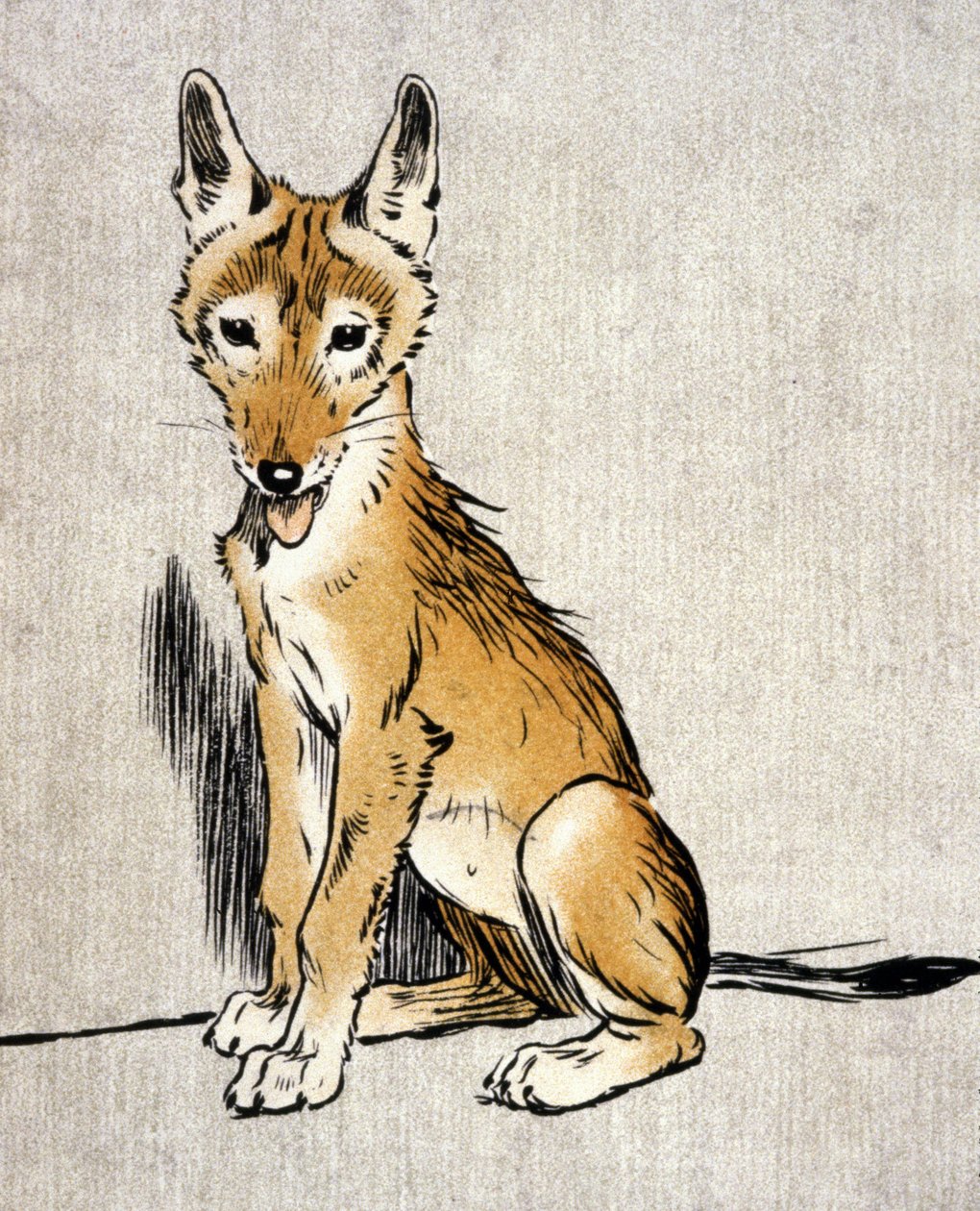Junger Schakal, ca. 1900 (Gravur) von Cecil Charles Windsor Aldin