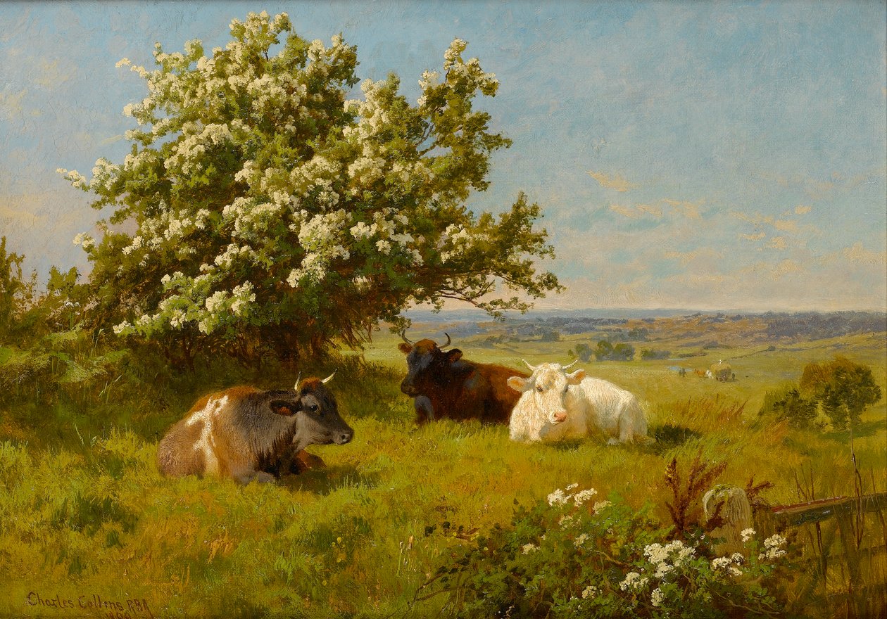 Kühe auf einer Wiese, 1899 von Charles Collins