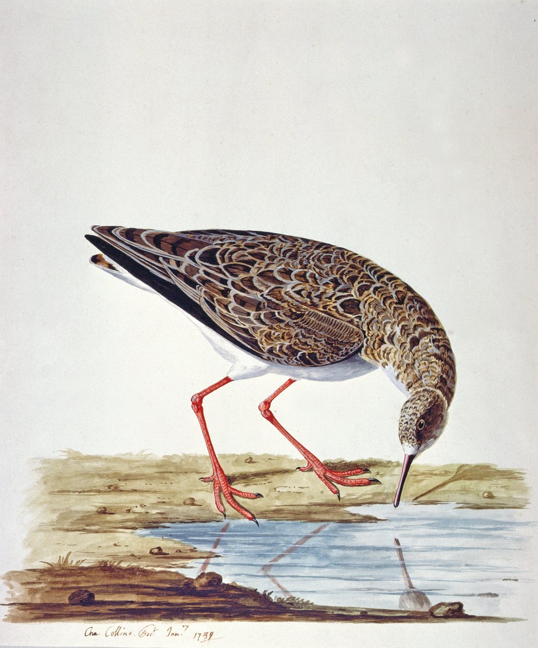 Sichelstrandläufer von Charles Collins