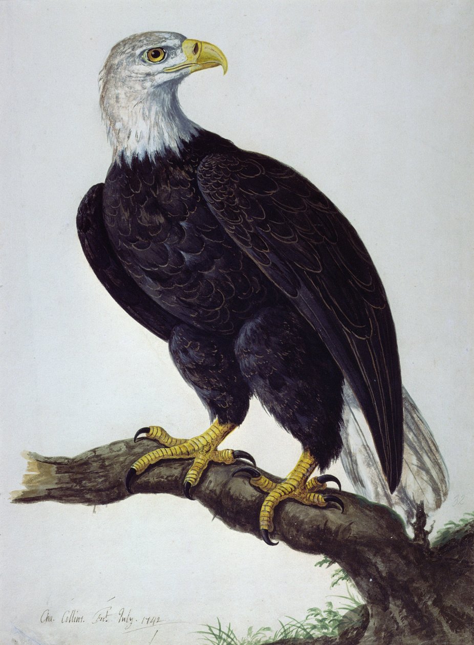 Weißkopfseeadler von Charles Collins