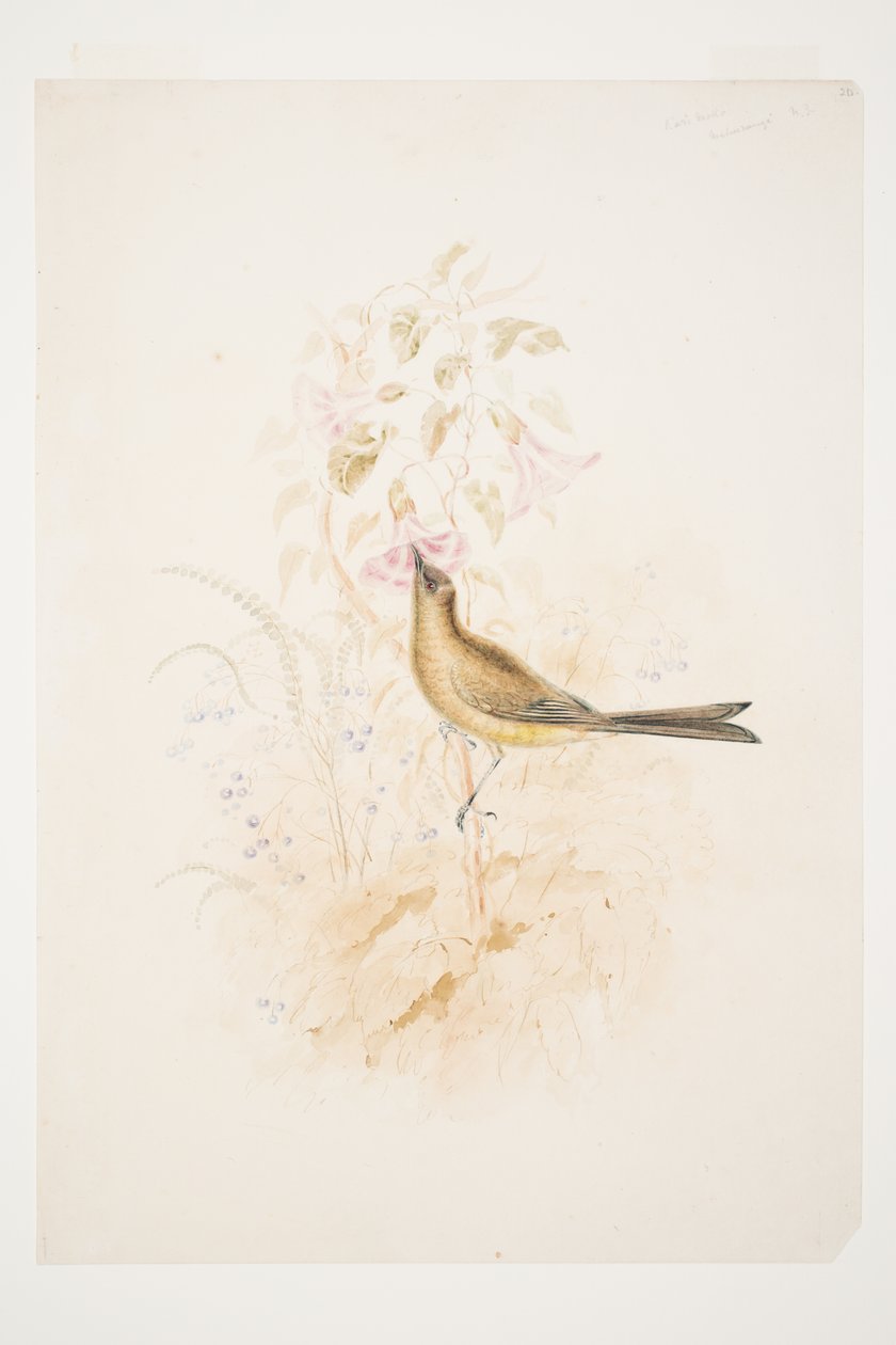 Kari Mako (Korimako) Mahurangi N.Z. von Charles Heaphy von Charles Heaphy