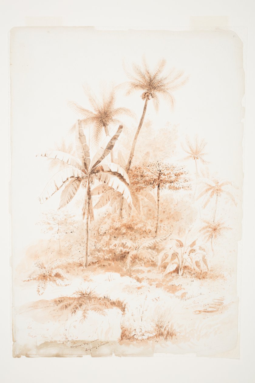 Tropische Vegetation, Loyalitätsinseln von Charles Heaphy