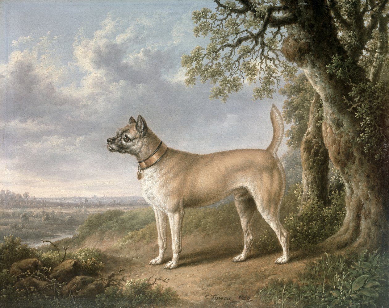 Ein Terrier auf einem Pfad in einer bewaldeten Landschaft von Charles Towne