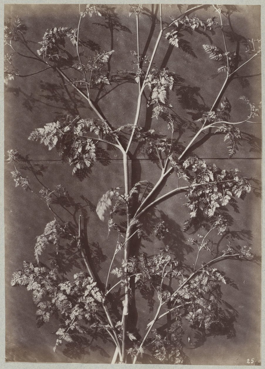 Studie mit Zweigen von Charles Aubry (manner of)