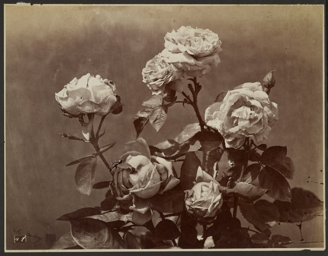 Rosen von Charles Aubry
