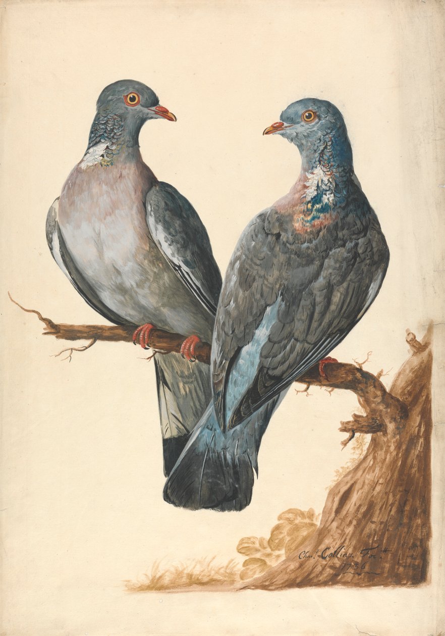 Zwei Ringeltauben von Charles Collins