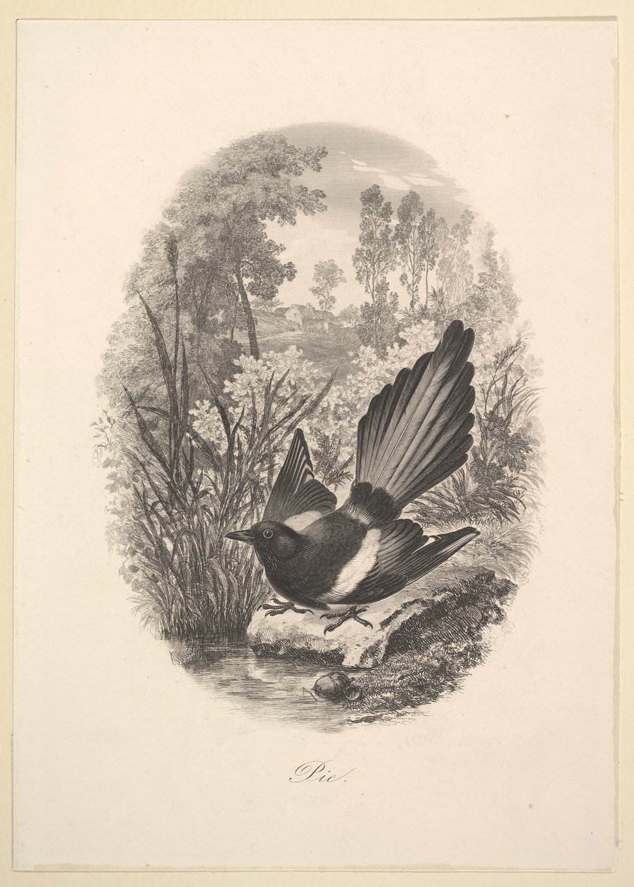 Elster, 1843 von Charles Francois Daubigny