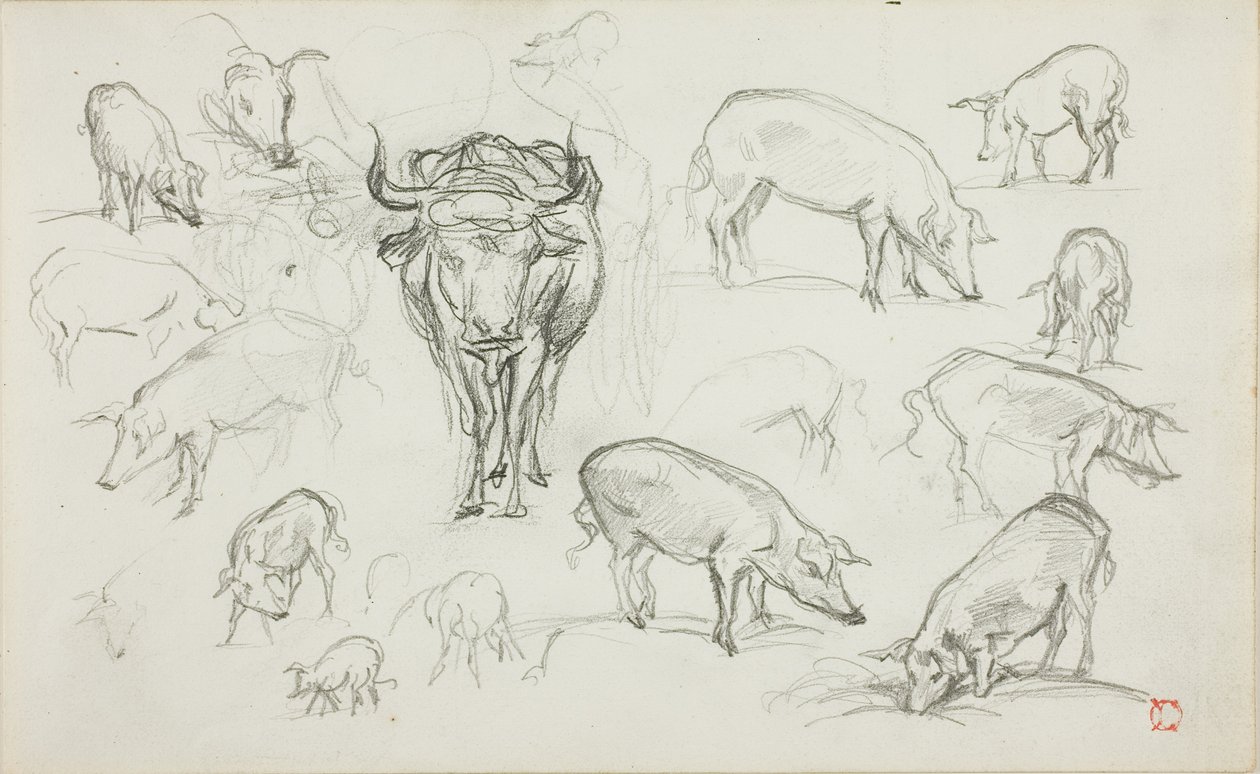 Skizzen von Schweinen und einem Ochsen von Charles Francois Daubigny