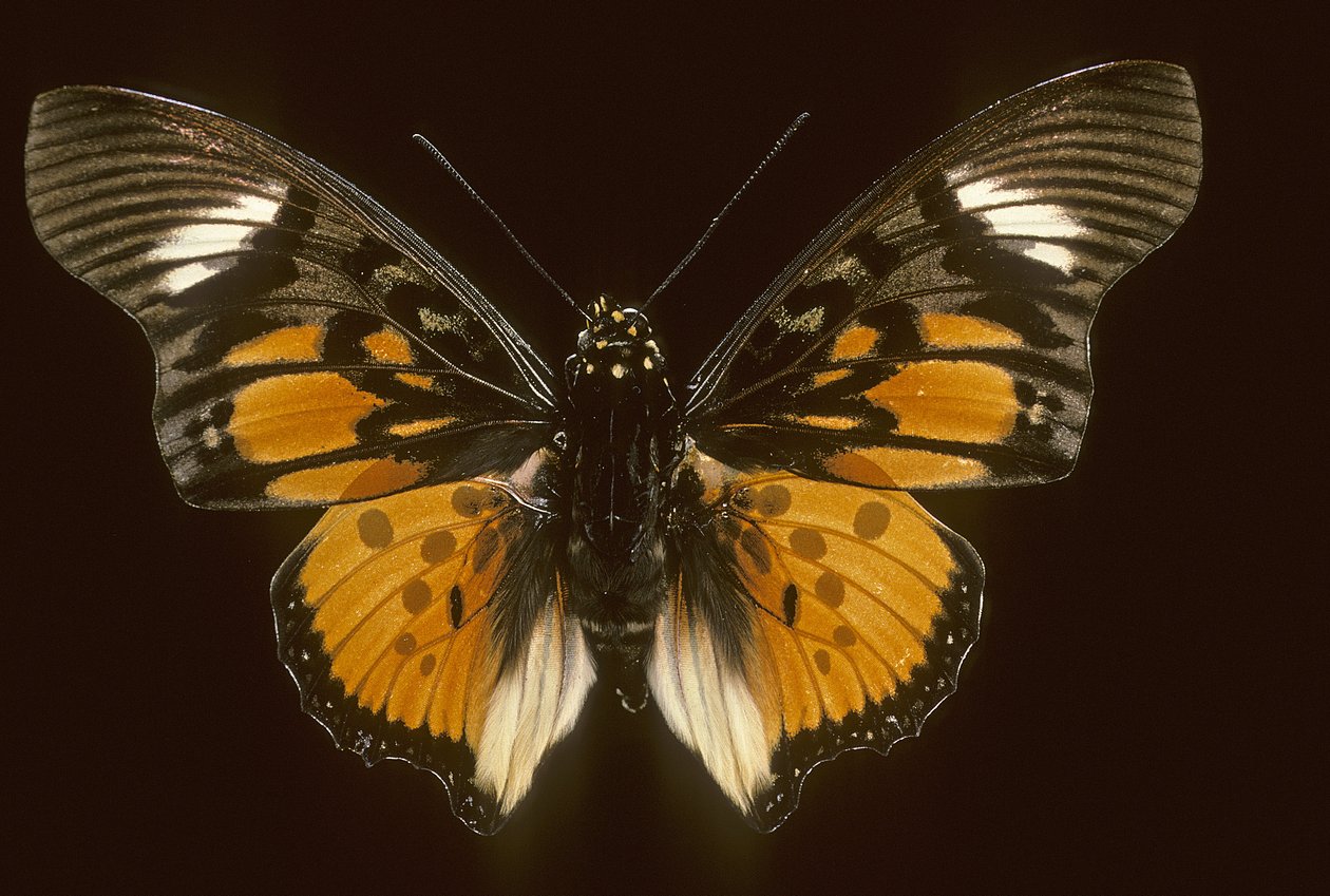 Acraeoids charaxes von Augustus Kollner