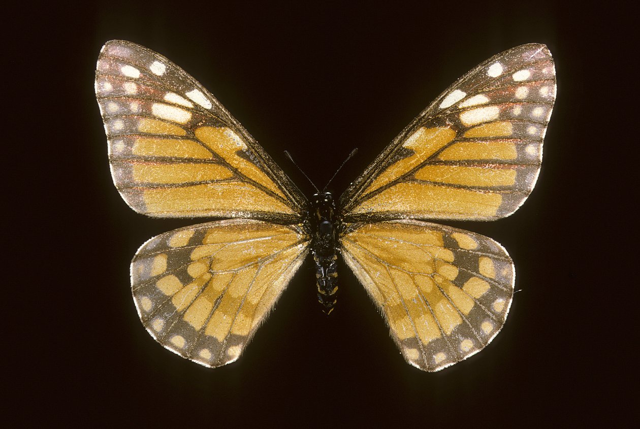 Baronia brevicornis von Augustus Kollner