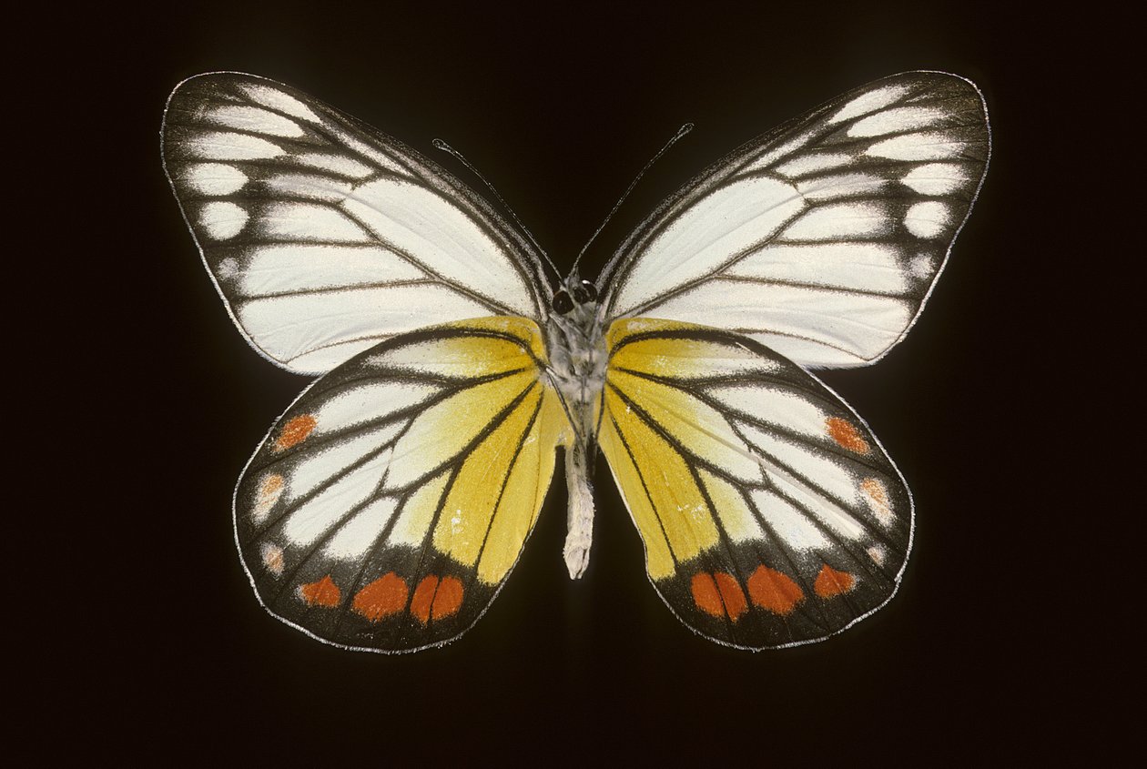 Delias hyparete/Männlich von Augustus Kollner