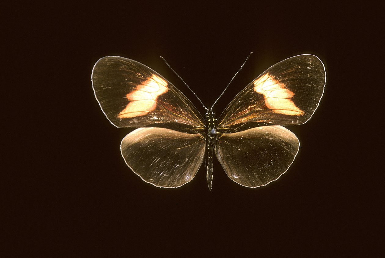 Heliconius melpomene von Augustus Kollner