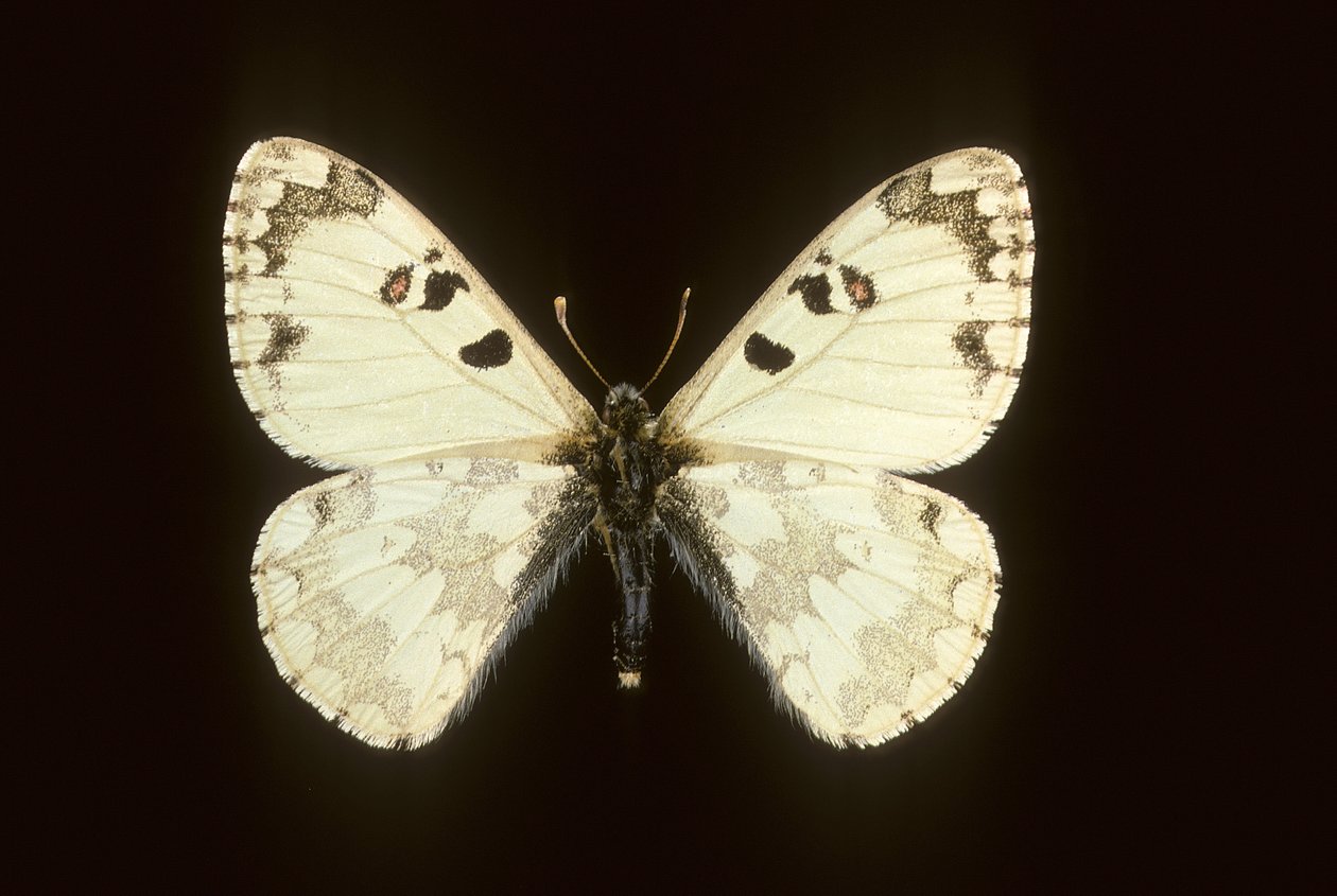 Hypermnestra helios von Augustus Kollner