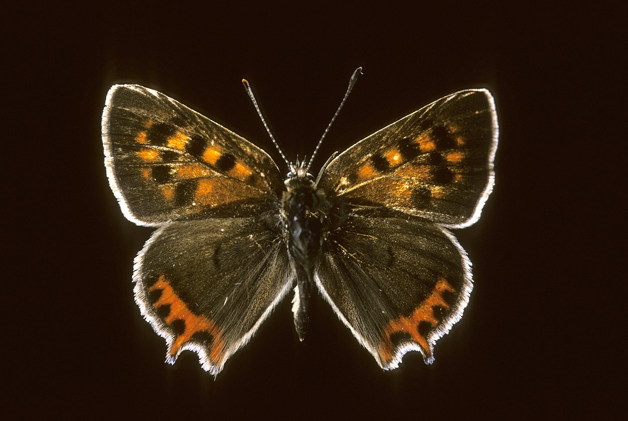 Lycaena phlaeas/Kleiner Feuerfalter von Augustus Kollner