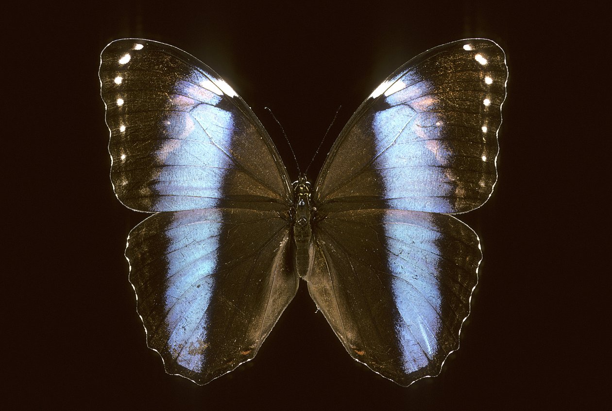 Morpho achilles/Männlich von Augustus Kollner