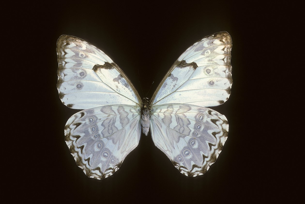 Morpho catenarius von Augustus Kollner