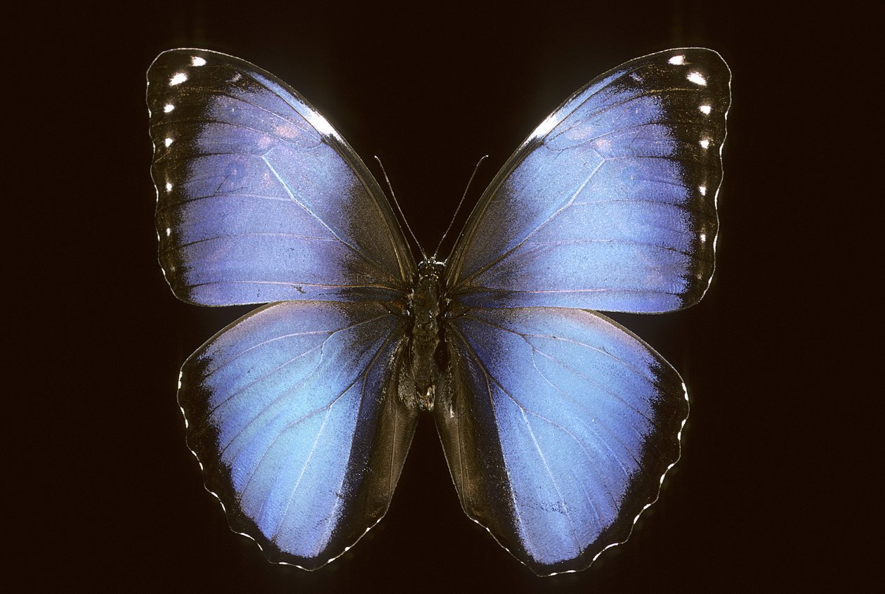 Morpho vitrea von Augustus Kollner