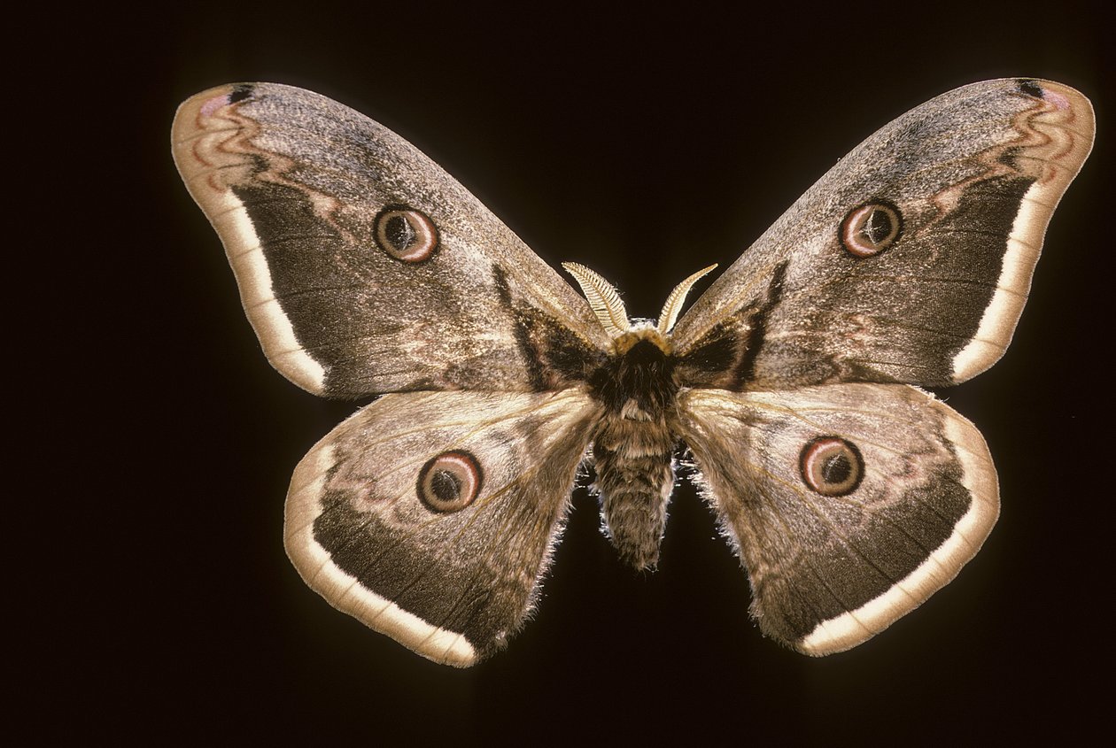Saturnia pyri/Großer Nachtpfau von Augustus Kollner