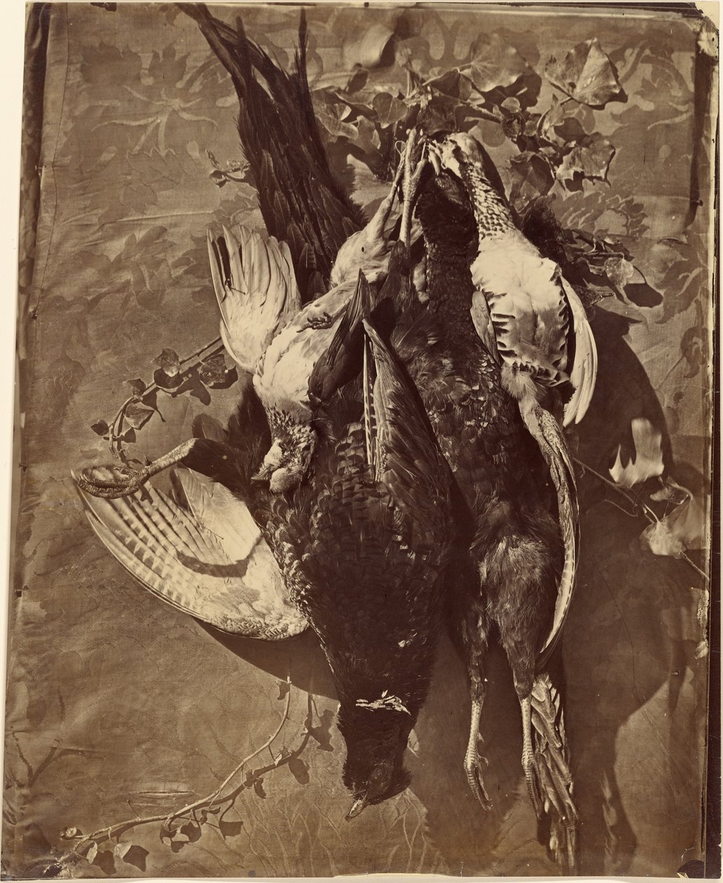 [Stillleben eines Wildvogels mit Federn] von Charles Nègre
