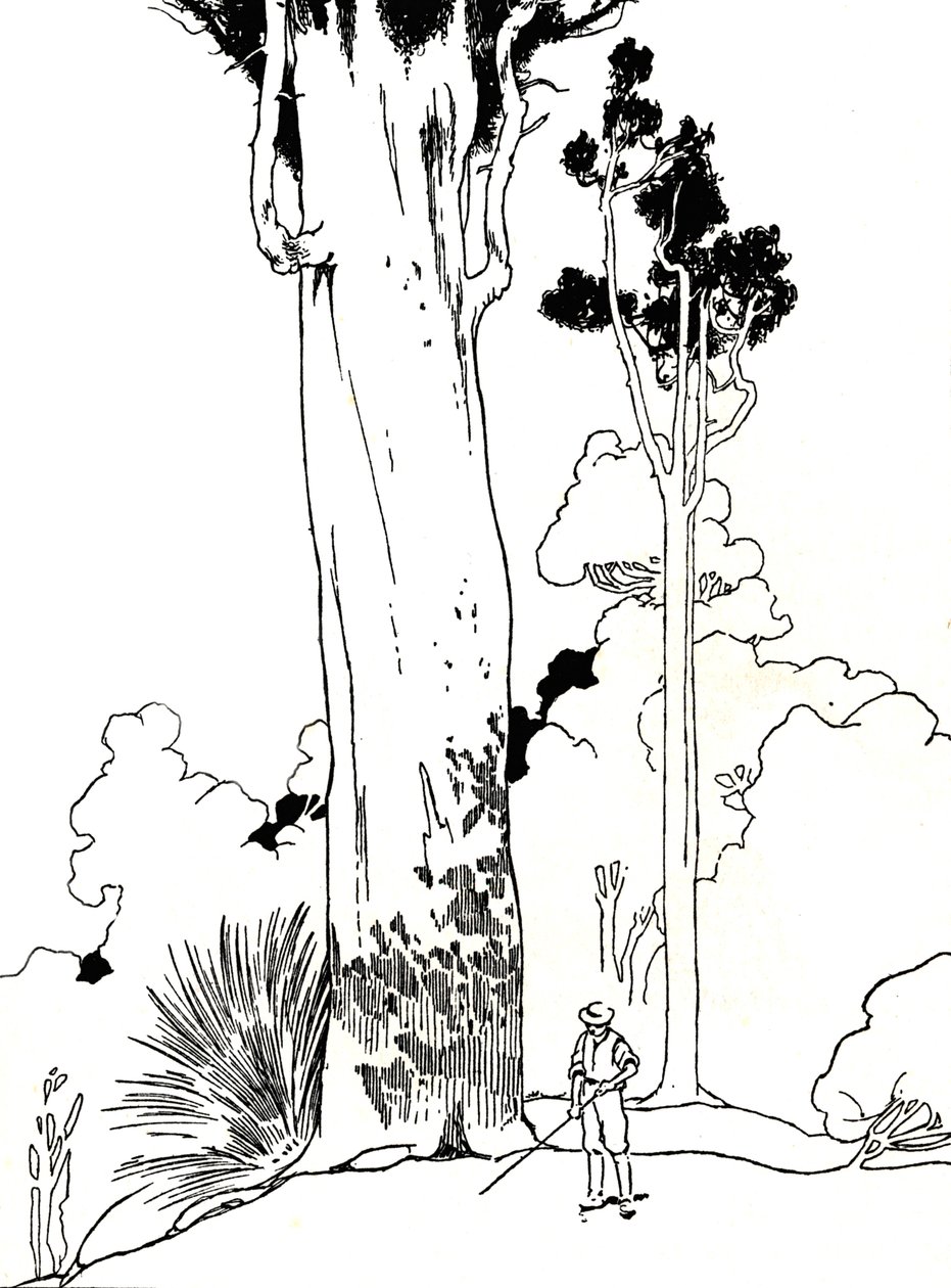 Ein Kauri-Baum, 1912 von Charles Robinson