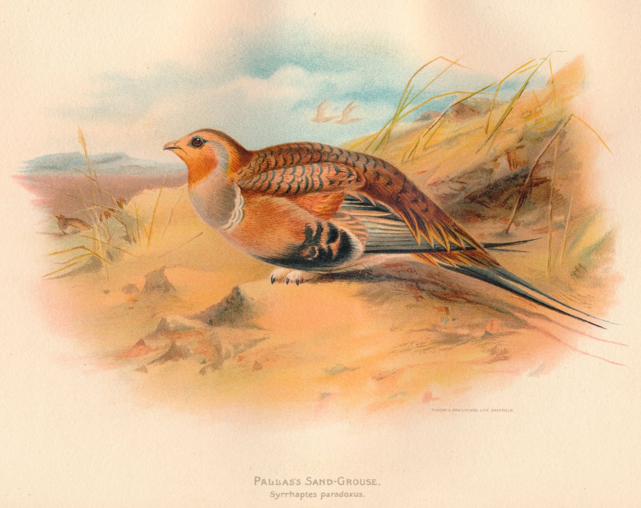Pallas-Sandhuhn Syrrhaptes paradoxus, 1900 von Charles Whymper