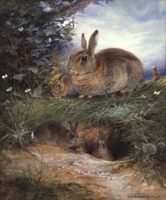 Kaninchen bei einem Bau von Charles Whymper
