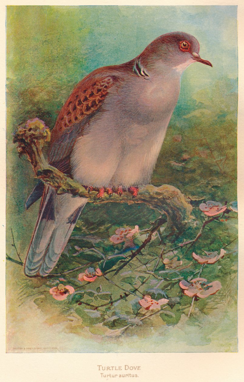 Turteltaube Turtur auritus, 1900 von Charles Whymper