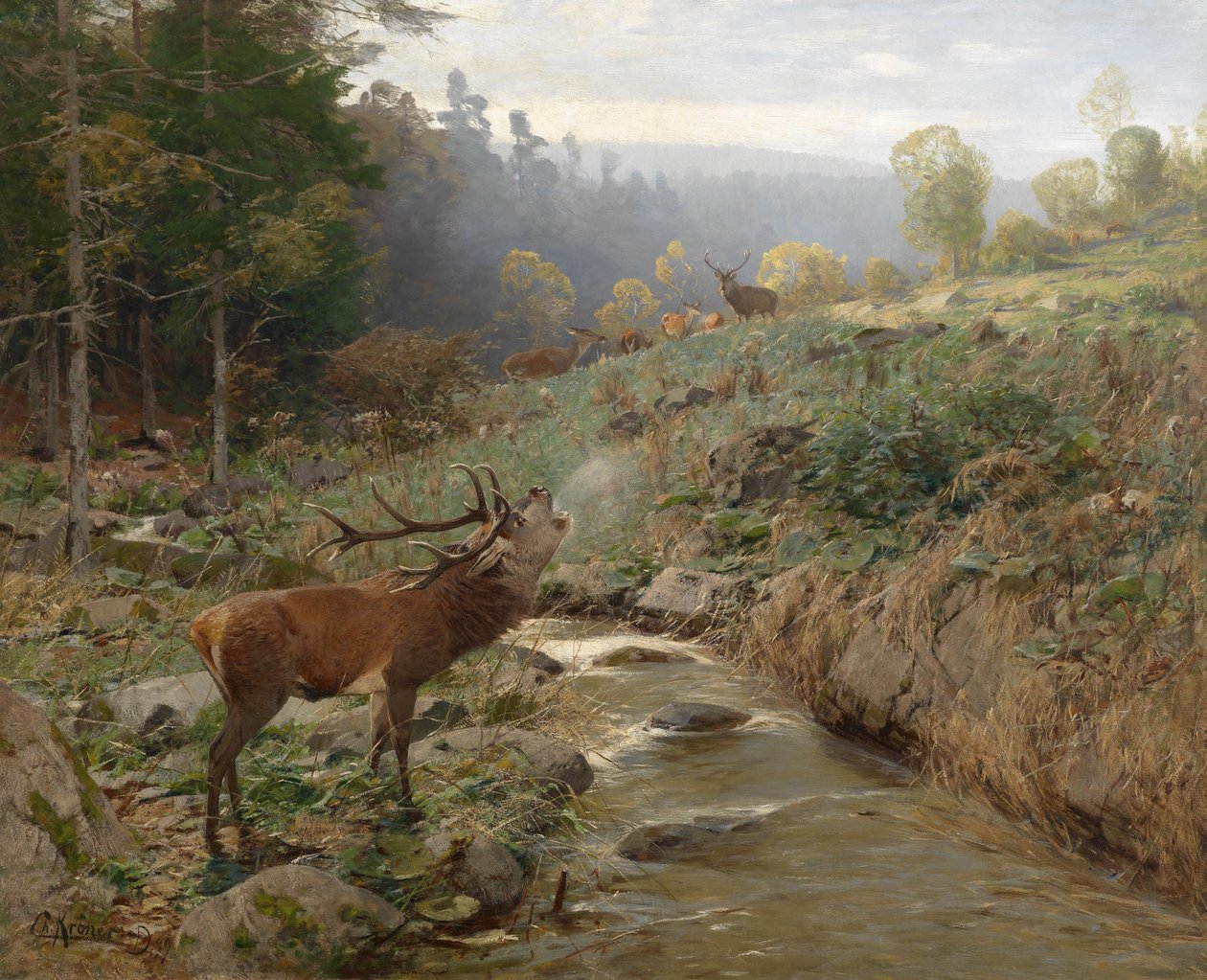Rotwildrudel auf einer Waldlichtung von Christian Kröner