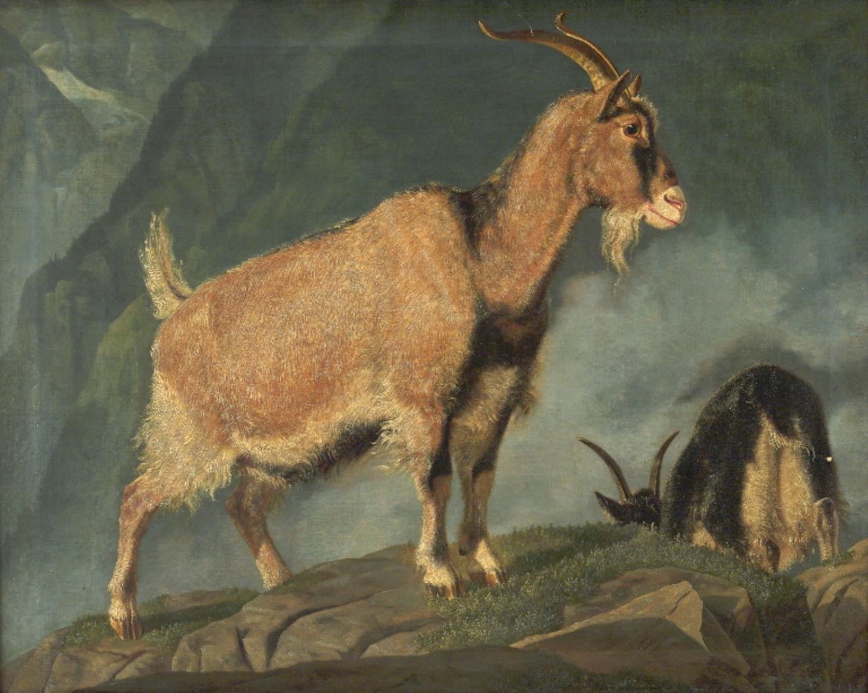 Ziegen in den Alpen von Christian Holm