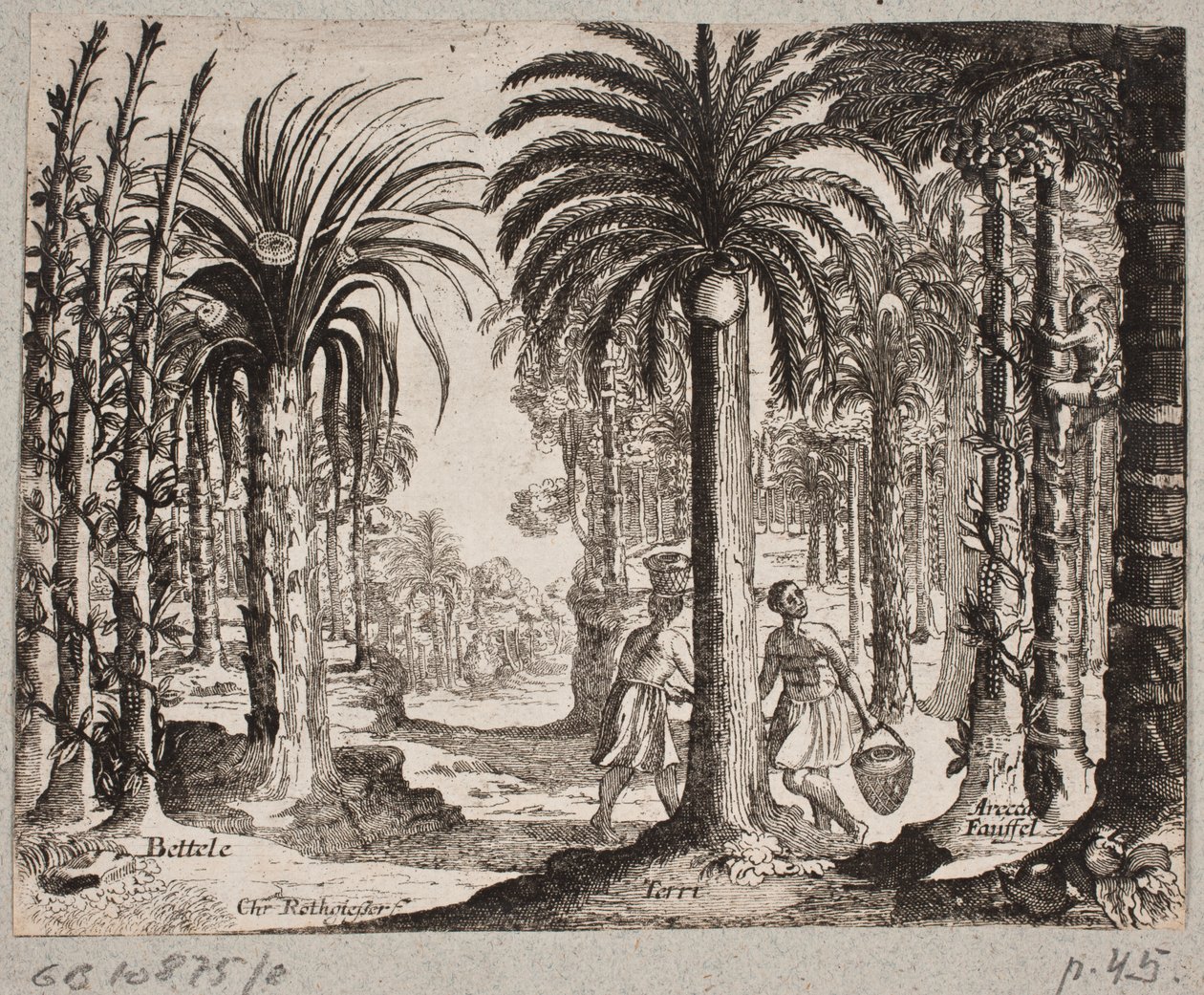 Palmhain mit Betelpalmen von Christian Rothgiesser