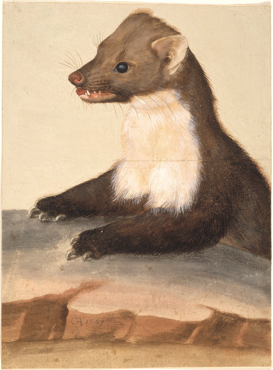 Ein Marder von Christoph Amberger