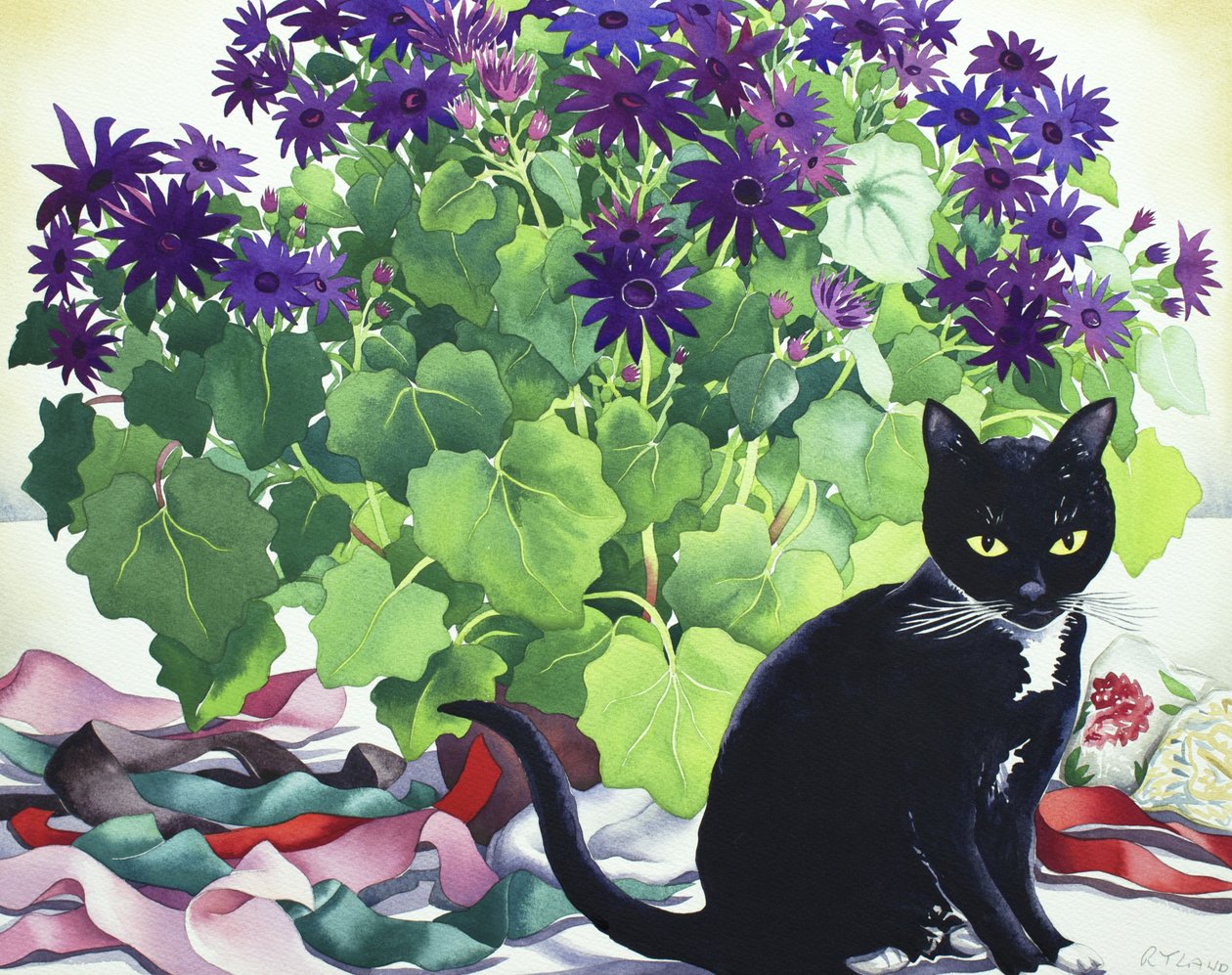 Senetti-Pflanze und Katze von Christopher Ryland