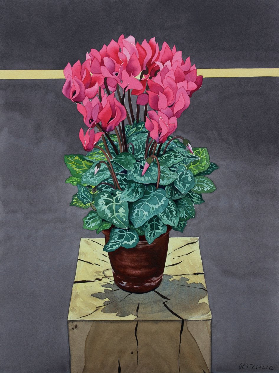 Stillleben Cyclamen von Christopher Ryland