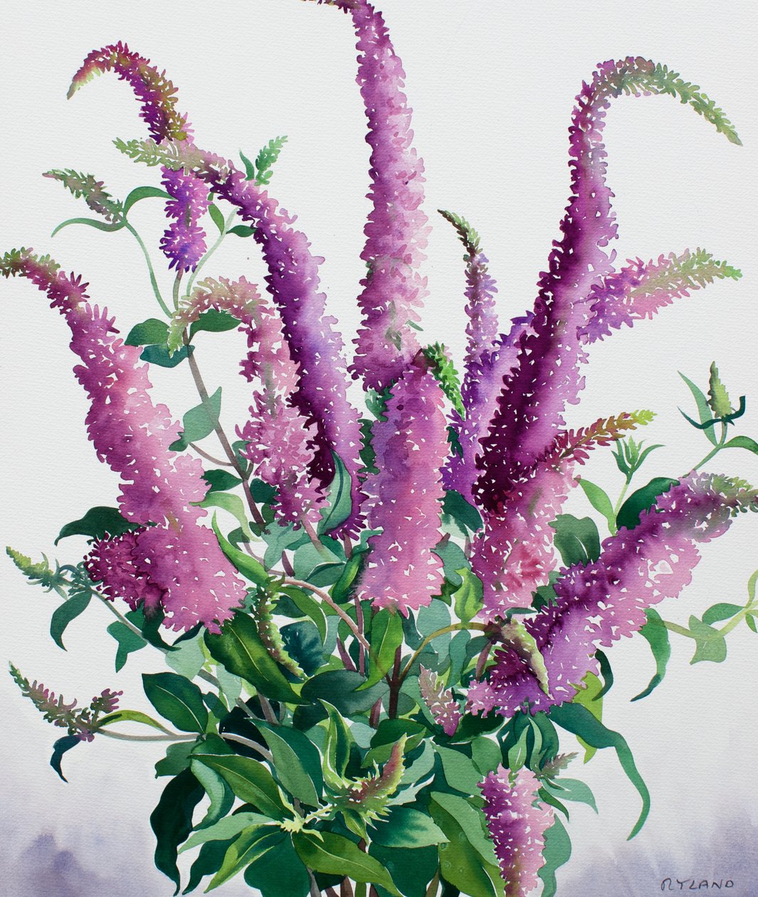 Wilde Buddleia von Christopher Ryland