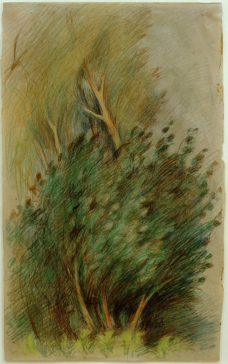 Tucheler Heide (Waldstudie) von Clara Siewert