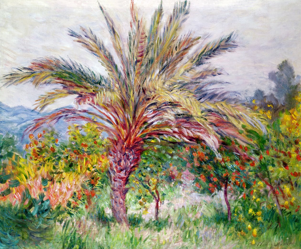 Palme in Bordighera, ca. 1884 von Claude Monet