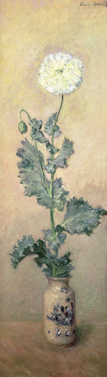 Weiße Mohnblume, 1883 von Claude Monet