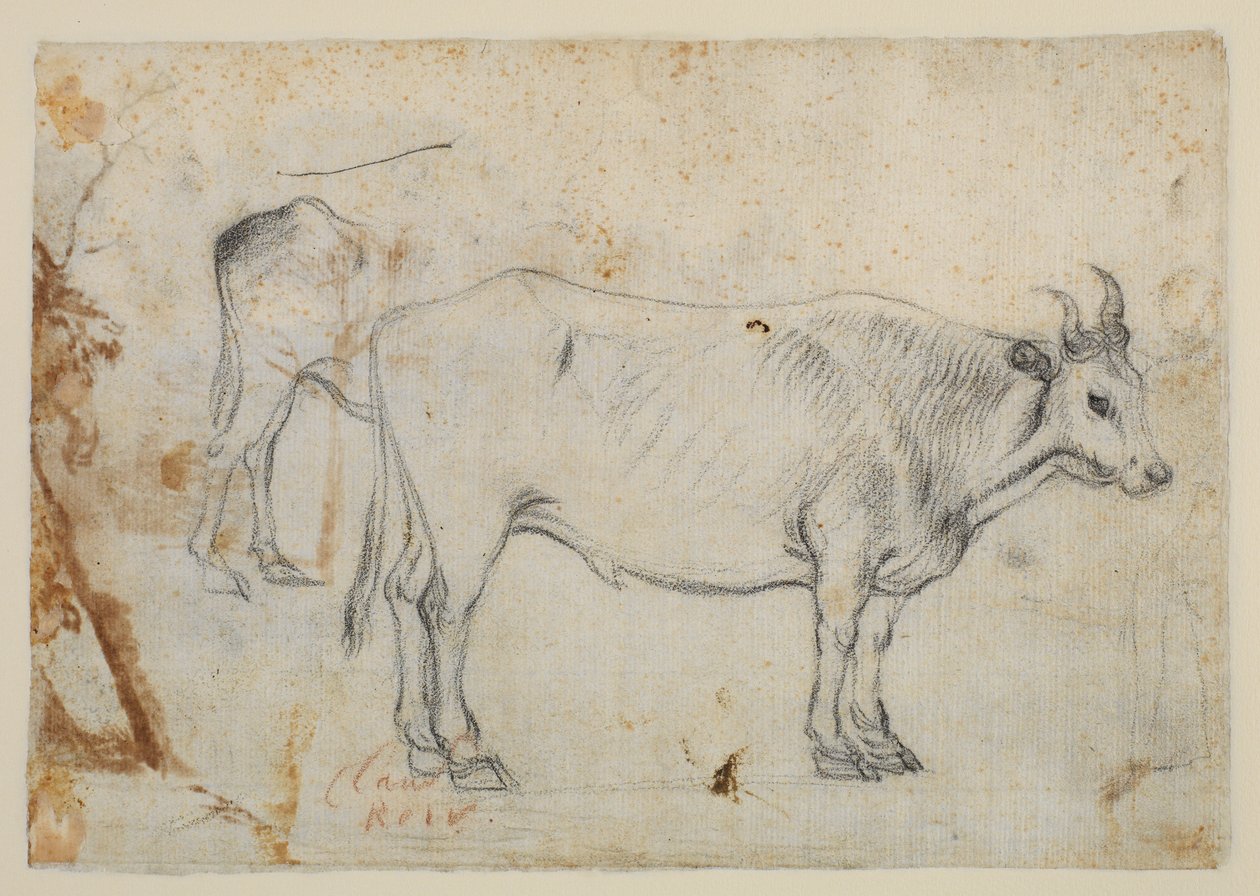 Studie eines Ochsen von Claude Lorrain
