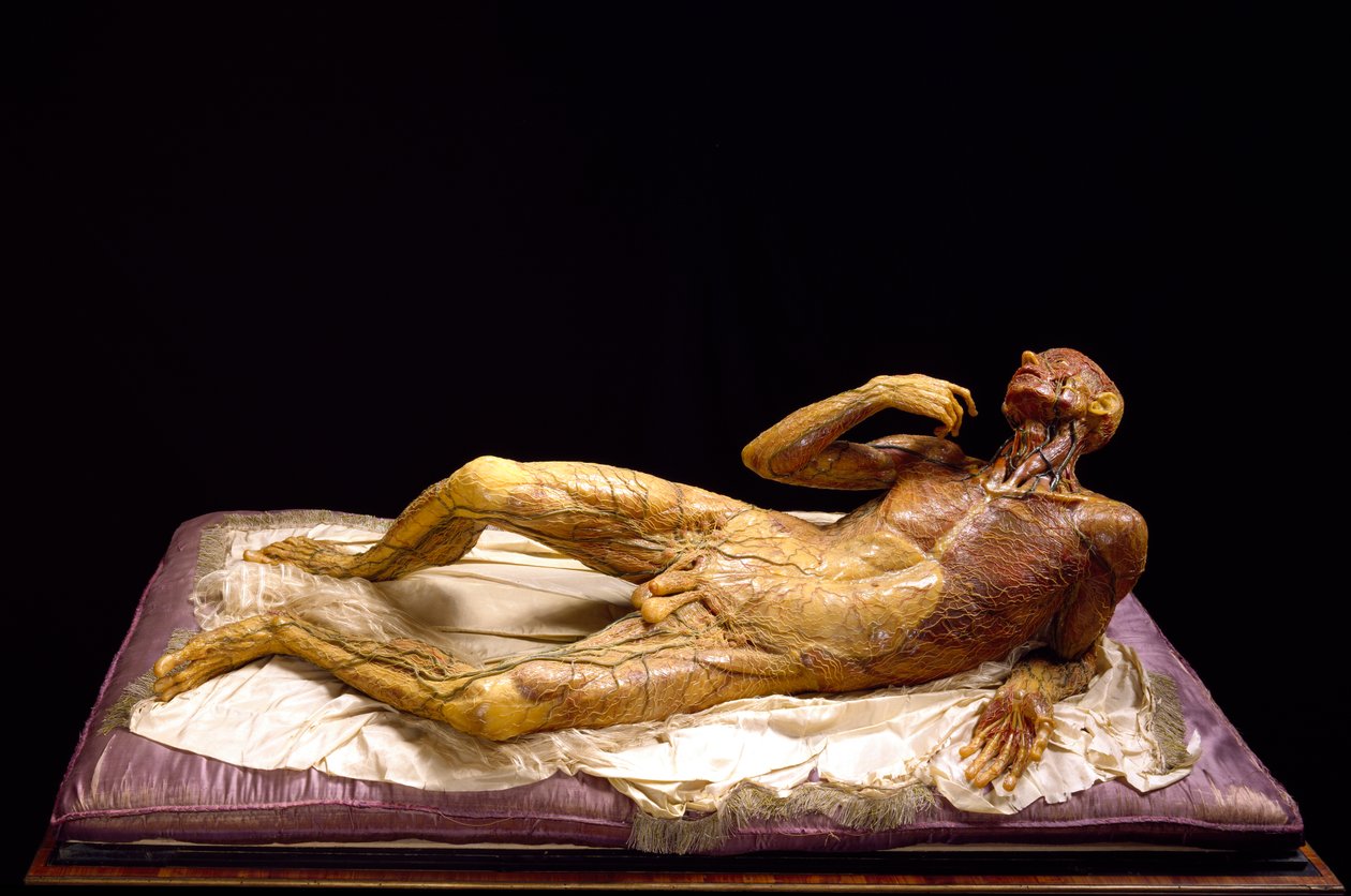 Modell eines hautlosen Mannes (Wachs) von Clemente Susini
