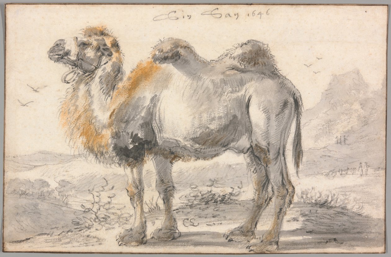 Ein Kamel von Cornelis Saftleven
