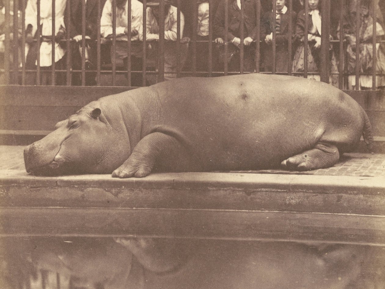 Das Nilpferd im Zoologischen Garten, Regents Park von Count de Montizon