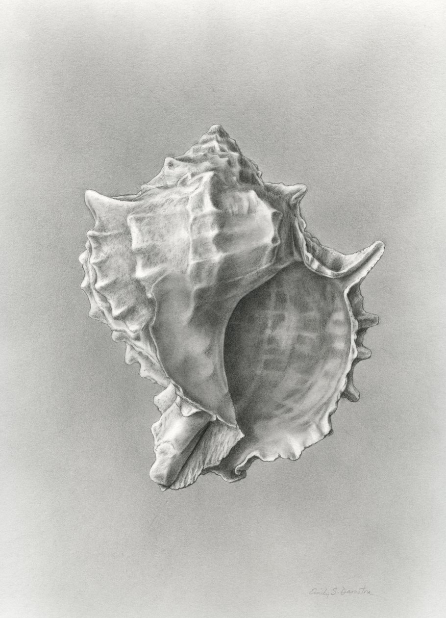 Studie einer Muschelschale von Damstra Emily