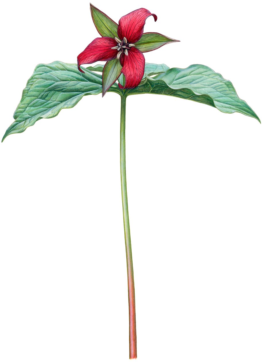 Rotes Trillium von Damstra Emily