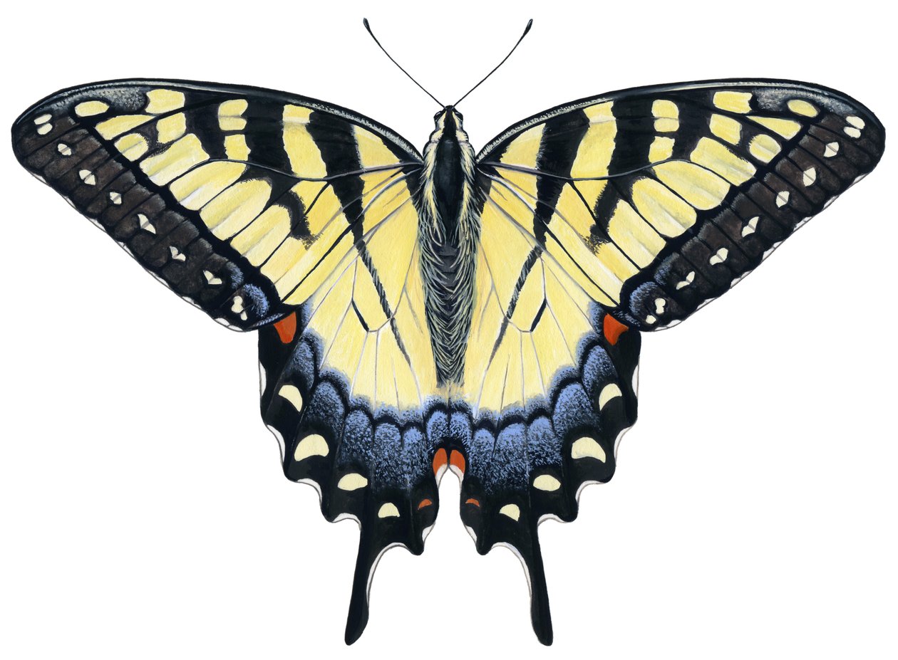 Tiger-Schwalbenschwanz-Schmetterling von Damstra Emily