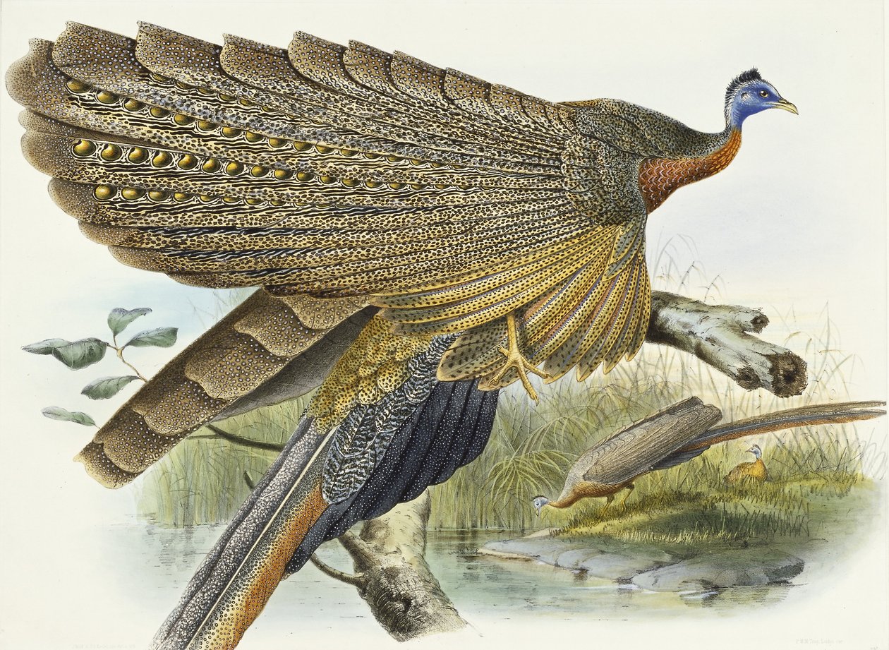 Phadianidae. Argusianus Grayli, 1870-1872 von Daniel Giraud Elliot